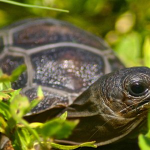 ALDABRA BREEDER