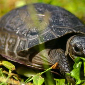 ALDABRA BREEDER