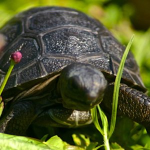 ALDABRA BREEDER