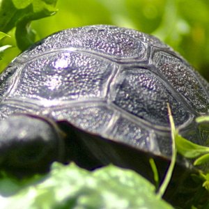 ALDABRA BREEDER