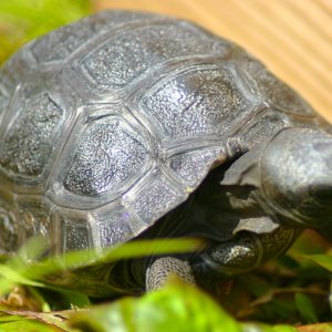 ALDABRA BREEDER