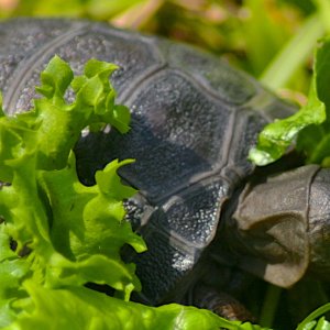 ALDABRA BREEDER