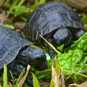 ALDABRA BREEDER