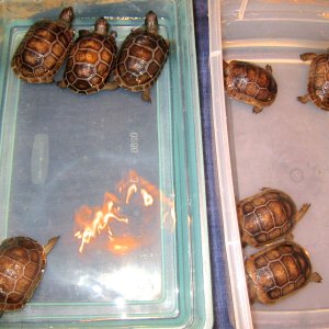 ALDABRA BREEDER