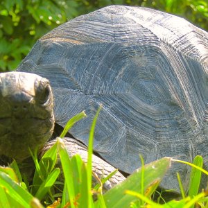 ALDABRA BREEDER