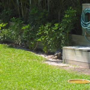 ALDABRA BREEDER