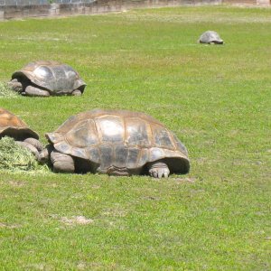 ALDABRA BREEDER
