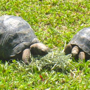 ALDABRA BREEDER