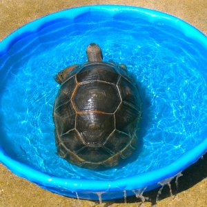 ALDABRA BREEDER