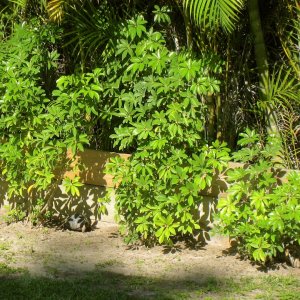 ALDABRA BREEDER