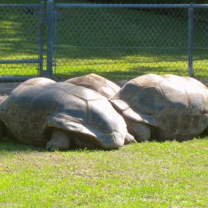 ALDABRA BREEDER