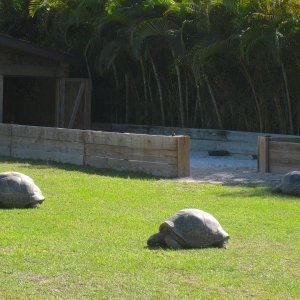 ALDABRA BREEDER