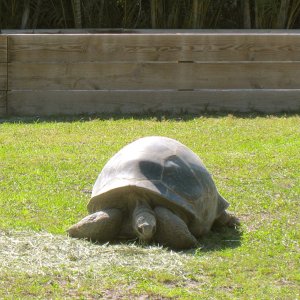 ALDABRA BREEDER