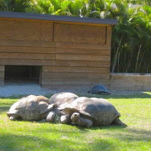 ALDABRA BREEDER
