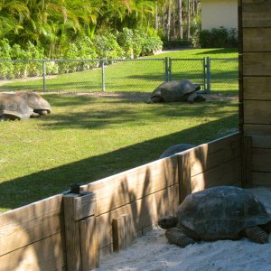 ALDABRA BREEDER