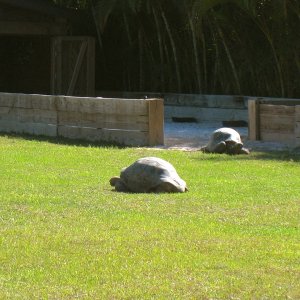 ALDABRA BREEDER