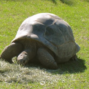 ALDABRA BREEDER