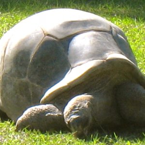 ALDABRA BREEDER