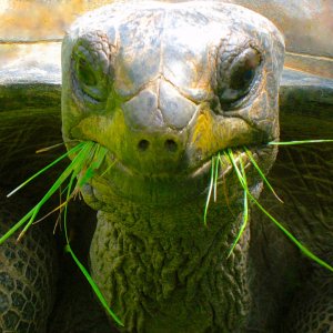 ALDABRA BREEDER