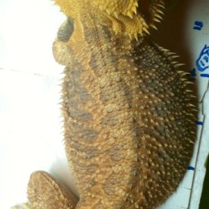 Citrus Rainbow Male Green Eyes