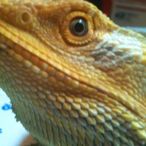 Citrus rainbow male with green eyes