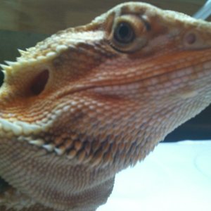 Light orange leather female