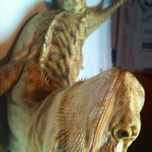 Light orange leather female