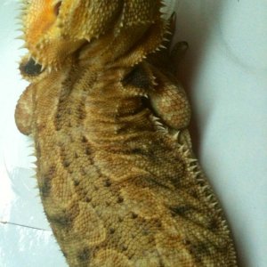Light orange leather female
