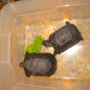 ALDABRA BREEDER