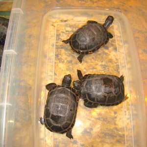 ALDABRA BREEDER