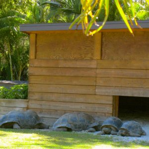 ALDABRA BREEDER