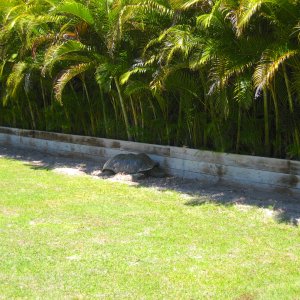 ALDABRA BREEDER