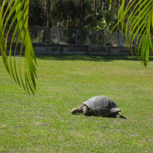 ALDABRA BREEDER