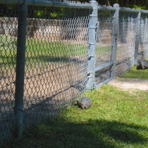 ALDABRA BREEDER