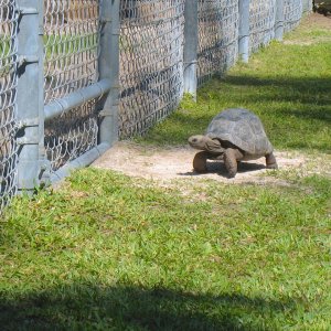 ALDABRA BREEDER