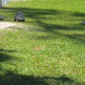 ALDABRA BREEDER