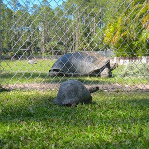 ALDABRA BREEDER