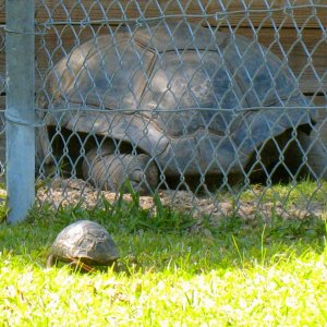 ALDABRA BREEDER