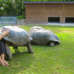 ALDABRA BREEDER