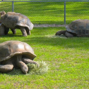 ALDABRA BREEDER