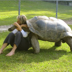 ALDABRA BREEDER