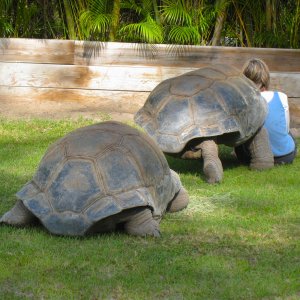 ALDABRA BREEDER