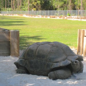 ALDABRA BREEDER