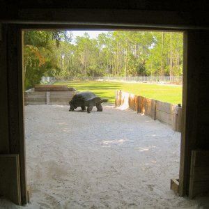 ALDABRA BREEDER