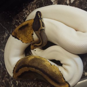 2012_Pied_Female
