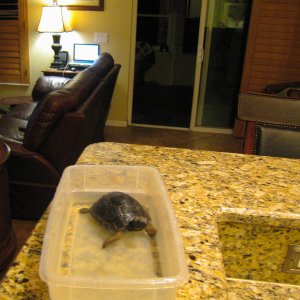 ALDABRA BREEDER