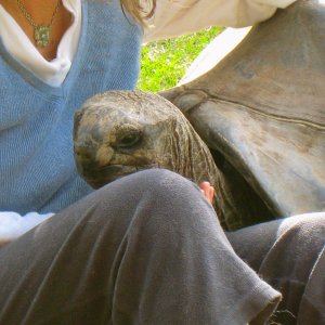 ALDABRA BREEDER
