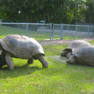 ALDABRA BREEDER