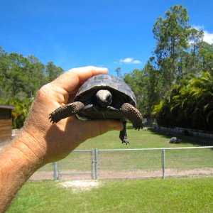 ALDABRA BREEDER