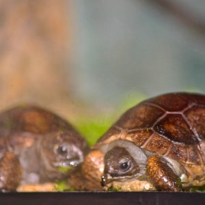 ALDABRA BREEDER